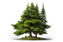 Big Green Fir Tree Isolated On White Background. Tall Natural Christmas Tree Cut Out