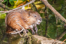 Wild Animal Muskrat, Ondatra Zibethicuseats, Eats On The River Bank