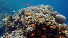 Male And Female Sea Goldies Cavorting Along An Underwater Rock Covered With Corals