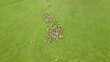 Flock of sheep and lamb grazing in the green meadow. Aerial Shot with drone chasing sheep. Sheep In The Mountain Aerial View