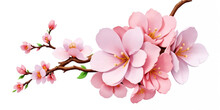 Pink Cherry Blossom On Transparent Background.