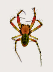 Canvas Print - Cucumber green spider closeup