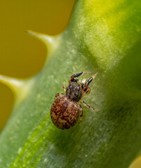 Wall Mural - Ballus jumping spider