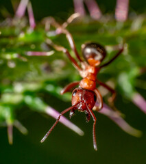 Canvas Print - Aggressive ant