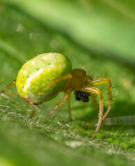 Canvas Print - Cucumber green spider