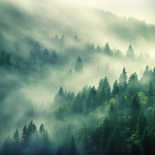 Mist On Forest