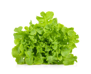 Wall Mural - Green oak lettuce on white background