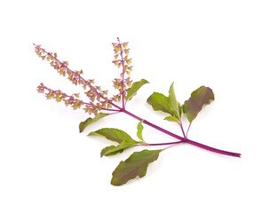 Wall Mural - Basil flower, stalk and leaves isolated on a white