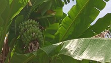 Young Bananas Starting To Ripen On The Tree. Filmed In The Philippines.
