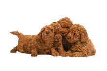 Red Toy Poodle Puppies Posing On A White Background