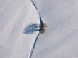 Zima i drzewo samotne