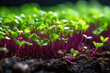 microgreens, microgreen sprouts closeup, healthy food concept, veganism