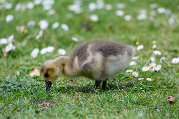 Wall Mural - Young canadian goose on grass field