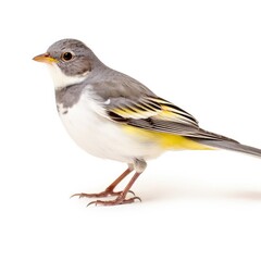 Wall Mural - Yellow-eyed junco bird isolated on white background.