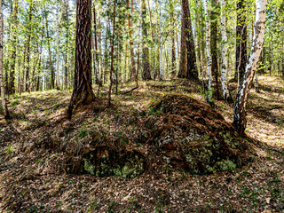 Wall Mural - mixed spring forest illuminated by the morning sun