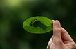 © Kannapat - Hand of human is holding green leaf with carbon footprint, renewable energy carbon and business goverment concept.