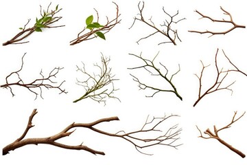 Set of tree branches with green leaves isolated on white background