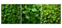 Leafy Watercress Food Texture Background Illustration Green Salad, Fresh Vegetable, Nutritious Peppery Leafy Watercress Food Texture Background