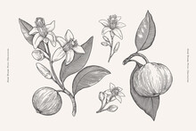 Flowers And Fruit Of Scented Neroli In Engraving Style. Fragrant Tropical Plant. Botanical Vector Illustration For Floral Design In Perfumery And Cosmetology.