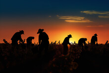 As the sun breaks the horizon, silhouettes of vineyard workers begin their dance of grape harvest, painting an ethereal scene
