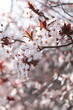 Kirschblüten, Frühing
