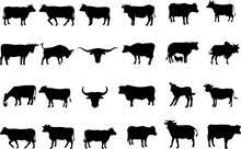 Cow Silhouettes Vector Illustration. Black And White Cows On A White Background. Simple, Modern Design. Agriculture, Farming, Animal Husbandry, Dairy Industry