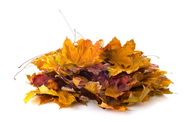 Wall Mural - Heap of  dry  colorful Maple leaves isolated on white background.