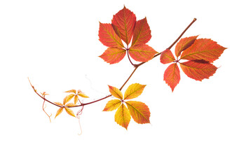 Wall Mural - Autumn  branch  with colorful  leaves isolated on white background. Five-Leaved Ivy