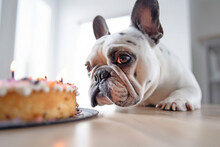 Cute French Bulldog Dog With Birthday Cake