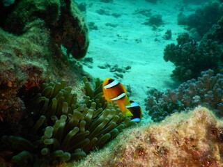  Clownfish or anemonefish