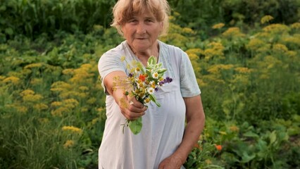 Wall Mural - Grandmother with medicinal herbs. Selective focus.