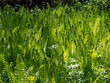 Blick auf viele hellgrüne Farnpflanzen im Frühling am Waldboden