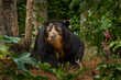 Spectacled bear, Tremarctos ornatus, big brown animal from Colombia. Spectacled bear in the nature habitat, dark green forest. Mammal animal in South America.