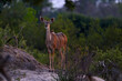 Kudu in Africa. Wildlife scene from nature. Greater kudu, Tragelaphus strepsiceros,  handsome antelope with spiral horns. Animal in the green meadow habitat, Okavango delta, Moremi, Botswana.