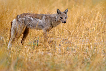 Wall Mural - Okavango wildlife. Side-striped jackal, Canis adustus, canid native to Africa, in golden grass. Wet season. Safari in Okavango delta, Botswana. Jackal in nature habitat. Wildlife Africa, evening light