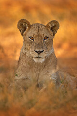 Wall Mural - African lion the grass, with beautiful evening light. Wildlife scene from nature. Animal in the habitat. Safari in Africa. Big angry young lion Okavango delta, Botswana. Evening sunset.