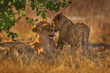 Wall Mural - Africa wildlife, Cute lion cub with mother, African danger animal, Panthera leo, Khwai river, Botswana in Africa. Cat babe in nature habitat. Wild lion in the grass habitat.