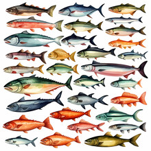 Set Of Shoals Of Sea Fish
