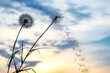© photosaint - Dandelion seeds are flying against the background of the sunset sky. Floral botany of nature