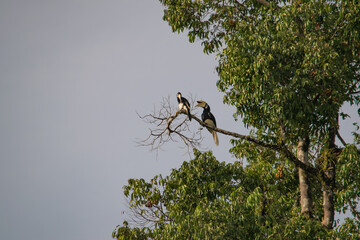 Amazing closeup of two wild oriental pied hornbills