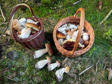 Shot Of Pair Wicker Baskets With Mushrooms On Forest Moss And Grass