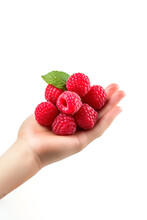 Hand holding raspberries isolated on white background