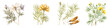 Cumin Botanical View On A Clean White Background Soft Watercolour Transparent Background