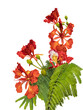Poinciana regia or Delonix regia and its large inflorescences cut out and isolated. The most common names are: royal poinciana, flamboyant, red acacia, phoenix flower, forest flame or flame tree.