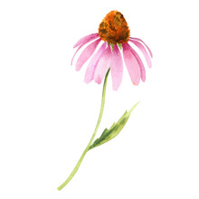 Watercolor Pink Flower Of Echinacea Purpurea. Hand Painted Wildflowers For Postcards Or Poligraphy