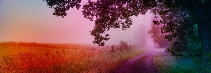 Sticker - road and big trees in fog,  mystical foggy autumnal day