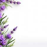 Fototapeta Tulipany - Lavender flowers and leaves border on white background