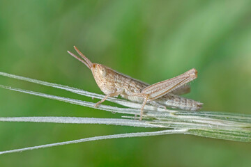 Wall Mural - small grasshopper sitting on plant