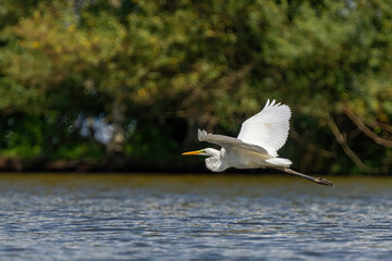 Poster - Ein Silberreiher fliegt über dem See bei Sonnenschein