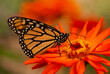 Monarch Butterfly landing and getting nectar from a red dahlia flower thru the Rocky Mountains of the USA